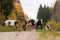 A herd of domestic black and white cows walking on a road between autumnal forests in Estonian countryside, Northern Europe.