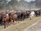 Herd of domestic cattle goes from pasture to northern Namibia