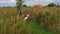 Herd of domestic ducks in a rice field