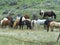 Herd of domestic horses.