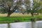 Herd of domestic horses grazes on a green meadow against river bank