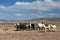 Herd of domestic llamas standing next to dirt road en route to Uyuni