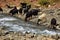 Herd of domestic sheep and goat drinking water