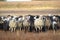 A herd of domestic sheep grazes in the steppe on an autumn day.