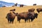 A herd of domesticated bison is scattered around the scenic Montana prairie.