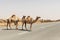 A herd of domesticated one-humped Arab camels crossing the road, Dubai United Arab Emirates