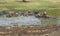 Herd of domesticated water buffalo livestock in water hole