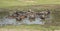 Herd of domesticated water buffalo livestock in water hole
