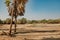 A herd donkey drinking water at Kalacha Oasis in North Horr, Marsabit, Kenya