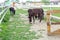 Herd of donkeys grazing in spring pasture