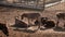 A herd of donkeys in the meadow on the ranch. Nature, animals