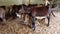 Herd of donkeys stand inside paddock. Many donkeys at donkey farm.