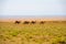 Herd Double Hump Bactrian Camels Row Gobi Desert