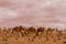 Herd of dromedary camel