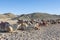 Herd of dromedary camels in the desert