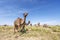 Herd of dromedary camels grassing in Morocco, Africa