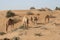 Herd of dromedary in isolated Oman desert