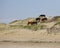 Herd on the Dunes