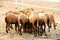 A herd of eating Barbado Blackbelly sheep