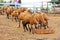 Herd of eating Barbado Blackbelly sheep