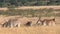 herd eland antelope at masai mara in kenya