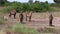 A herd of eland antelopes