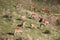 Herd of eland grazing