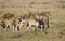 Herd of Eland on the Masai Mara