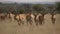 A herd of eland running across the savannah created with Generative AI