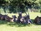 herd of Eland, Taurotragus oryx, lies on the grass in the shade under a tree