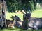 herd of Eland, Taurotragus oryx, lies on the grass in the shade under a tree