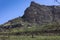 A herd of Eland Taurotragus oryx walking on the mountainside