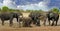 Herd of elephant around a small waterhole with good cloudy sky