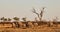 Herd of elephant Loxodonta africana