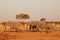 Herd of elephant Loxodonta africana