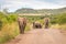 A herd of elephant on the move and walking towards the camera, Pilanesberg National Park, South Africa.