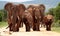 Herd of Elephant in South Africa