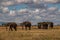 Herd of elephant walk on the savana in Tarangire National Park