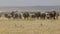 Herd of elephant walking across dusty plains in Amboseli National Park.