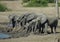 Herd of Elephants