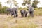 Herd of Elephants