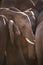 Herd of elephants in Addo Elephant NP, South Africa