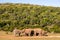 Herd of elephants Addo elephants park, South Africa wildlife photoghraphy