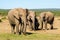 Herd of elephants Addo elephants park, South Africa wildlife photoghraphy