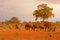 Herd of elephants in Africa in the evening