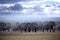 Herd of elephants on african savannah