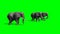 Herd of elephants amble - green screen