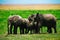 Herd of elephants Amboseli mount kenya savanna