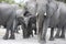 Herd of elephants with babies, Okavango Delta, Botswana, Africa