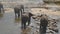 Herd of elephants bathe in river or lake. Close up